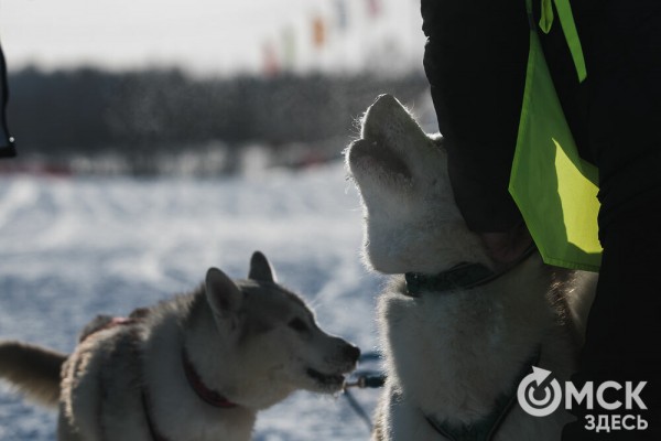 В 20-градусный мороз в Омске прошли гонки на хаски