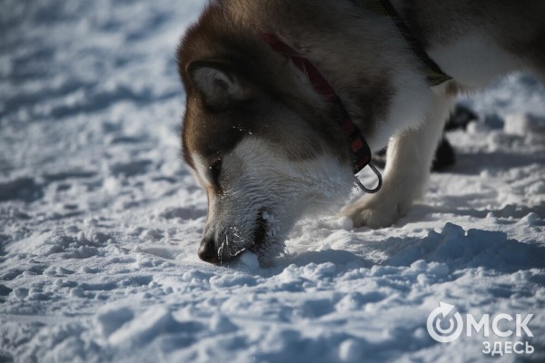 В 20-градусный мороз в Омске прошли гонки на хаски