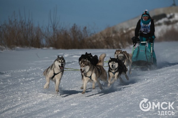 В 20-градусный мороз в Омске прошли гонки на хаски
