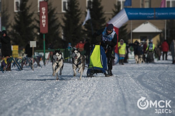 В 20-градусный мороз в Омске прошли гонки на хаски