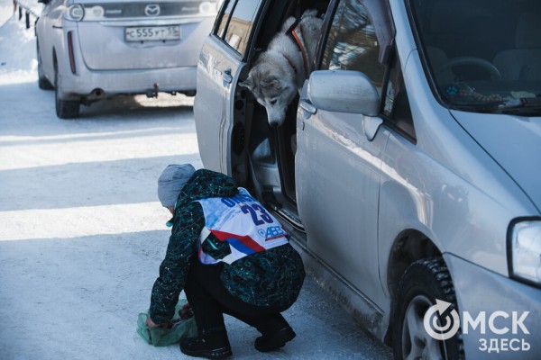 В 20-градусный мороз в Омске прошли гонки на хаски