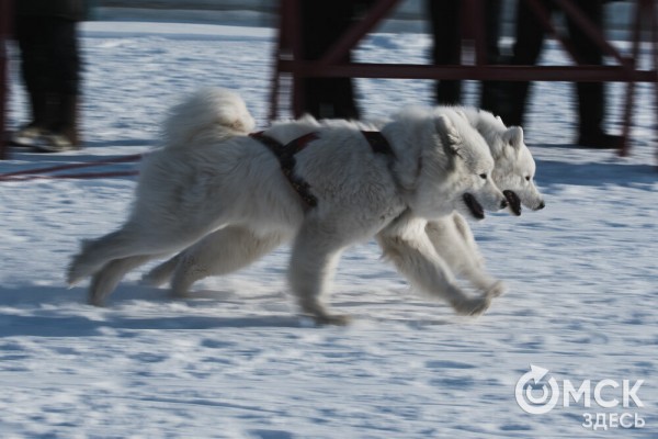 В 20-градусный мороз в Омске прошли гонки на хаски