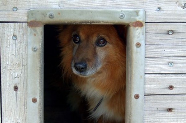 Омичи встретят весну с благотворительной акции в помощь животным
