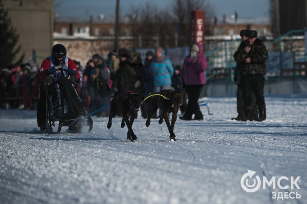 В 20-градусный мороз в Омске прошли гонки на хаски