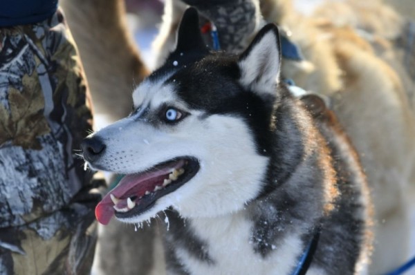 «Гиперборея-2020» собрала сильнейших спортсменов России в Крутой горке