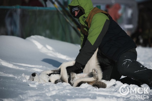В 20-градусный мороз в Омске прошли гонки на хаски