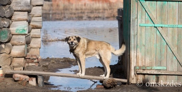 Мэрия Омска прописала, в каких случаях запрещено стрелять в собак Мэрия Омска прописала, в каких случаях запрещено стрелять в собак