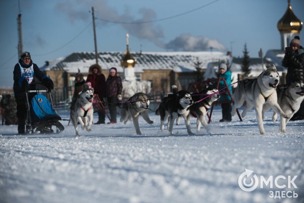 В 20-градусный мороз в Омске прошли гонки на хаски