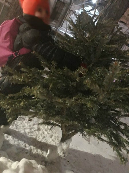 В сквере в центре Омска обнаружили загубленные молодые ели