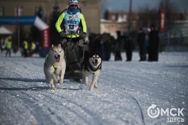 В 20-градусный мороз в Омске прошли гонки на хаски