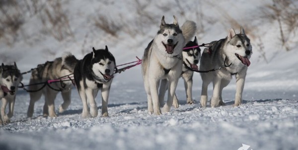В 20-градусный мороз в Омске прошли гонки на хаски