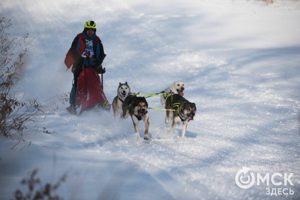 В 20-градусный мороз в Омске прошли гонки на хаски