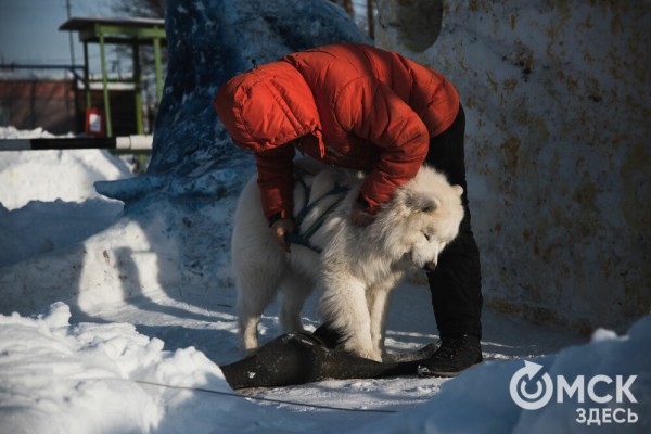 В 20-градусный мороз в Омске прошли гонки на хаски