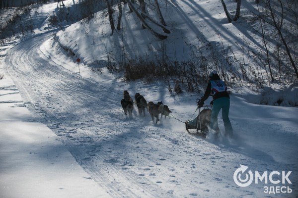 В 20-градусный мороз в Омске прошли гонки на хаски