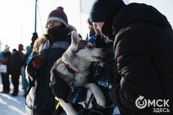 В 20-градусный мороз в Омске прошли гонки на хаски
