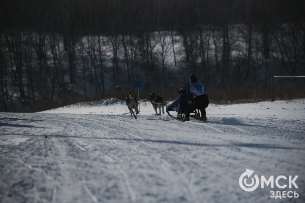 В 20-градусный мороз в Омске прошли гонки на хаски