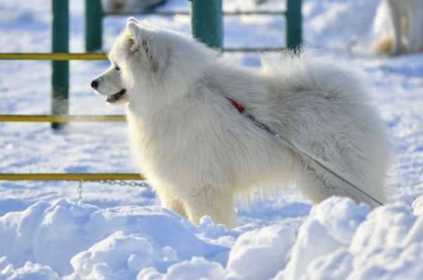 «Гиперборея-2020» собрала сильнейших спортсменов России в Крутой горке