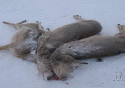 В Большереченском районе Омской области вовсю орудуют браконьеры В Большереченском районе Омской области вовсю орудуют браконьеры