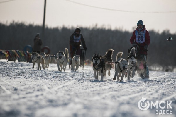 В 20-градусный мороз в Омске прошли гонки на хаски