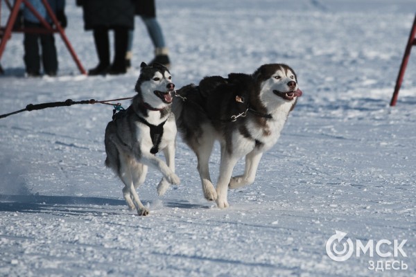В 20-градусный мороз в Омске прошли гонки на хаски