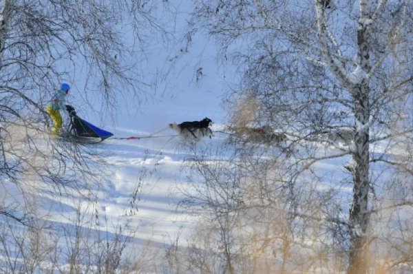 В Крутой Горке прошли гонки на собачьих упряжках &laquo;Гиперборея-2020&raquo;