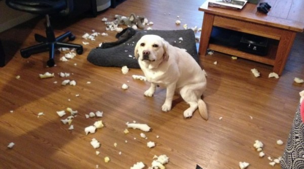 Владельцы омских квартир не хотят пускать постояльцев с животными