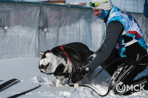 В 20-градусный мороз в Омске прошли гонки на хаски