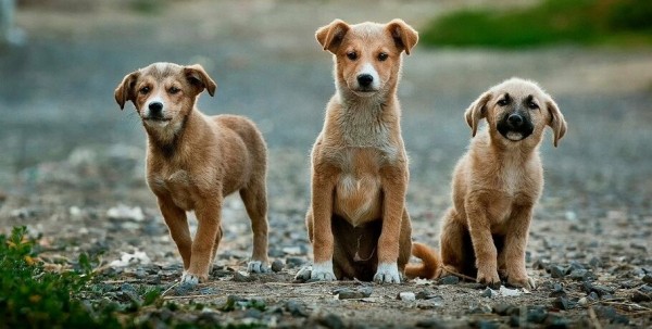 В Омске площадку для дрессировки собак вынесут за пределы бульвара Победы