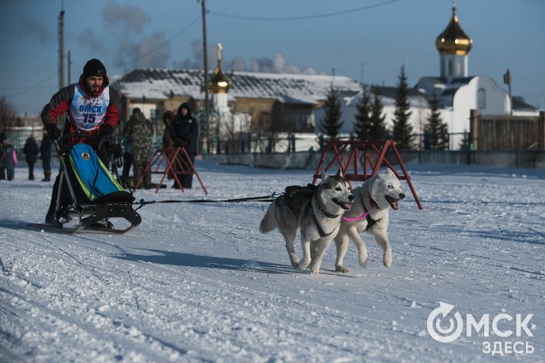 В 20-градусный мороз в Омске прошли гонки на хаски