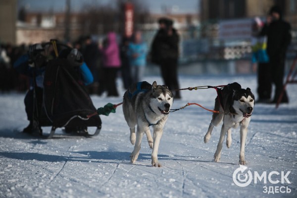 В 20-градусный мороз в Омске прошли гонки на хаски