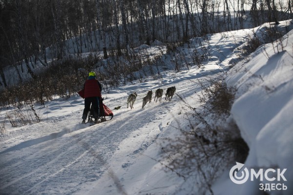 В 20-градусный мороз в Омске прошли гонки на хаски