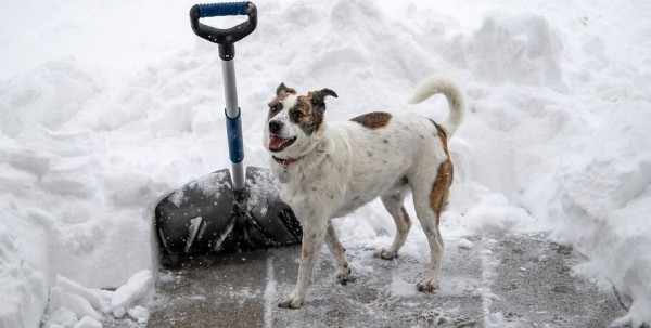 Омский юрист: "Наш #дворник_челлендж - ответ на бездействие коммунальщиков"