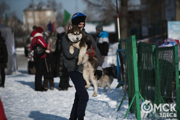 В 20-градусный мороз в Омске прошли гонки на хаски