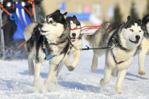 «Гиперборея-2020» собрала сильнейших спортсменов России в Крутой горке