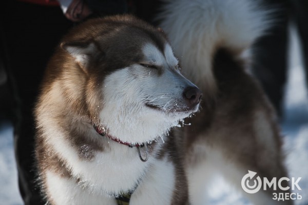 В 20-градусный мороз в Омске прошли гонки на хаски