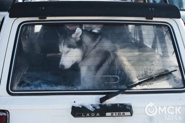 В 20-градусный мороз в Омске прошли гонки на хаски