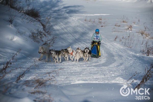 В 20-градусный мороз в Омске прошли гонки на хаски