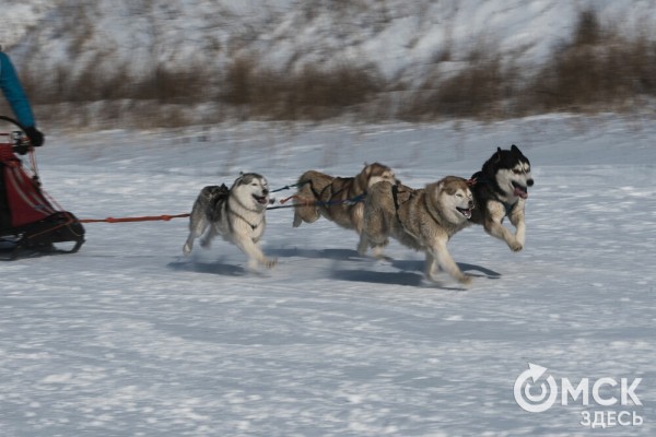 В 20-градусный мороз в Омске прошли гонки на хаски