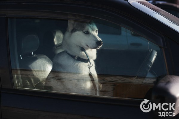 В 20-градусный мороз в Омске прошли гонки на хаски
