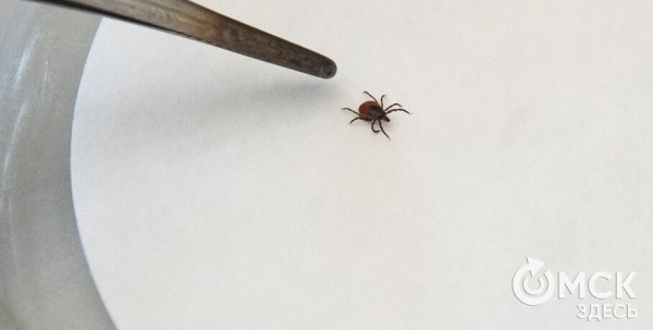 Омичей предупреждают о ранних укусах клещей