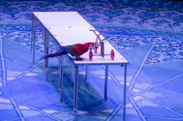 Чудеса Востока. Невероятные приключения в омском цирке