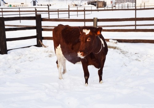 В Омской области сельхозпредприятия массово избавляются от животных