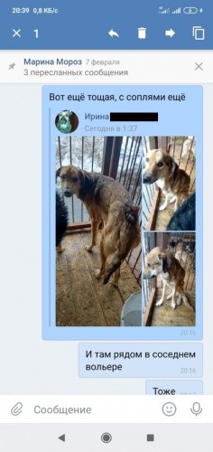 В Омске по директору «собачьего концлагеря» Вольфу давно «сцена» плачет? А вы как считаете?