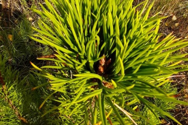 Память останется на века. Как будет проходить акция «Сад памяти» в Омске