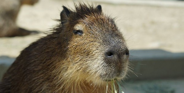 Омскому малышу капибары дали простое русское имя