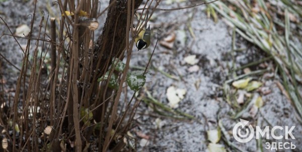 Тёплые зимы без снега могут стать в России нормой Тёплые зимы без снега могут стать в России нормой