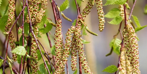 Омских аллергиков предупреждают об опасности из-за потепления