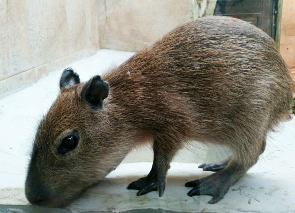 Омскому малышу капибары дали простое русское имя