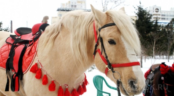 Мороз невелик, да стоять не велит: в Омске прошел многонациональный праздник «Елка дружбы»