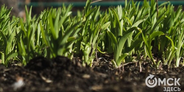 Тёплый апрель в Омске побил 23-летний рекорд